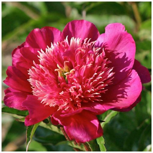 Paeonia Cuckoo"s Nest - Bazsarózsa