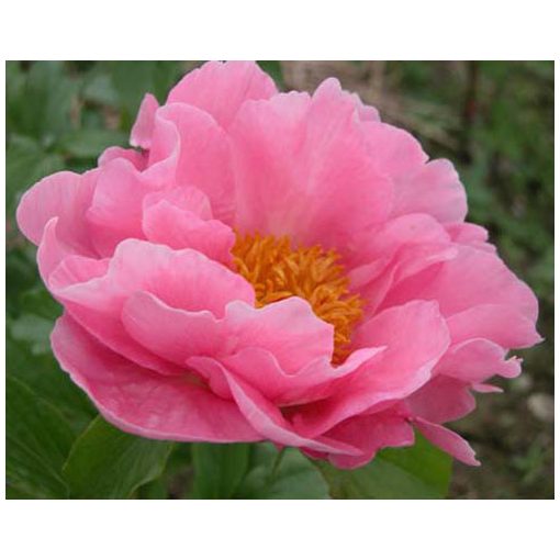 Paeonia Salmon Chiffon - Bazsarózsa