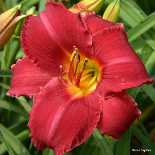 Hemerocallis 'Charles Johnston' - Sásliliom