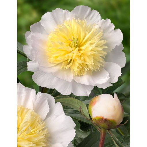 Paeonia Honey Gold (2/3) - Bazsarózsa