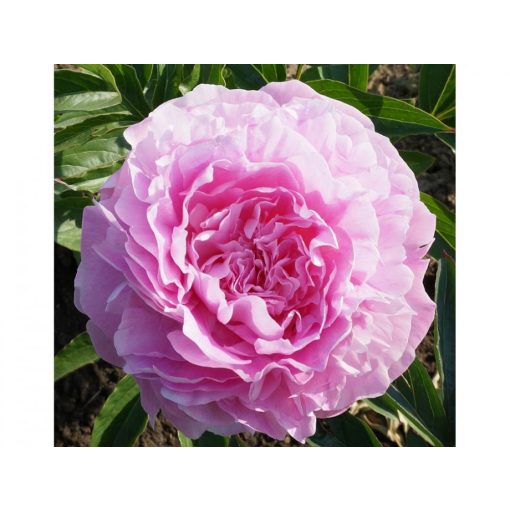 Paeonia Suzie Q (2/3) - Bazsarózsa