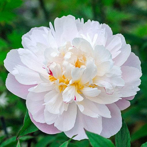 Paeonia Vogue - Bazsarózsa