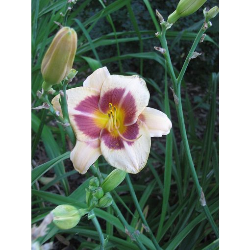 Hemerocallis Blueberry Sundae - Sásliliom