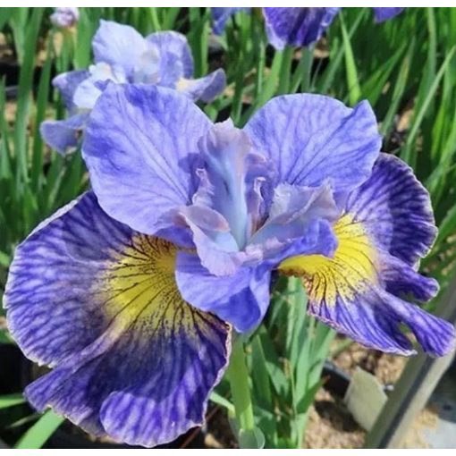 Iris siberica Lightning Contrast - Szibériai írisz