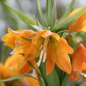 Fritillaria eduardii Sunrise - Császárkorona