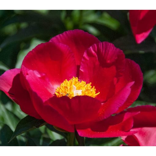 Paeonia America - Bazsarózsa