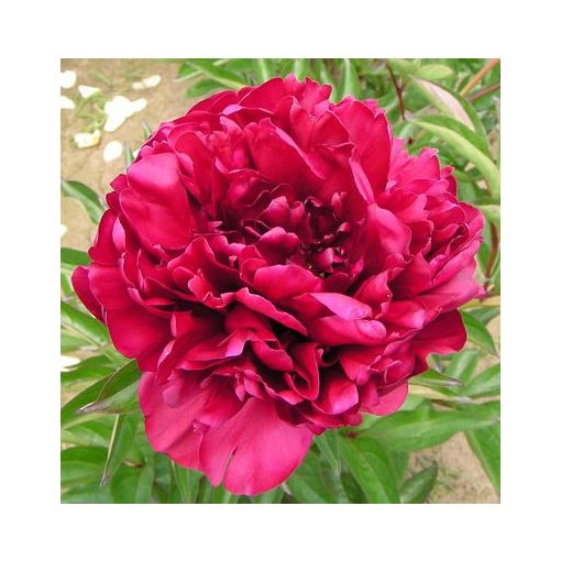 Paeonia Chief Wapello - Bazsarózsa