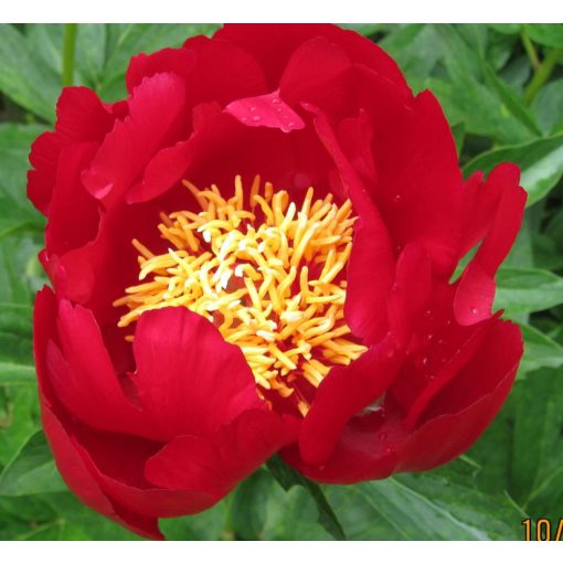 Paeonia Favorita - Bazsarózsa