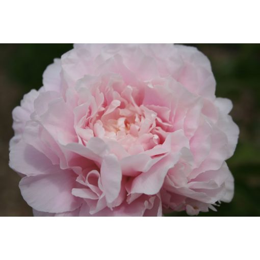 Paeonia Marie Crousse - Bazsarózsa