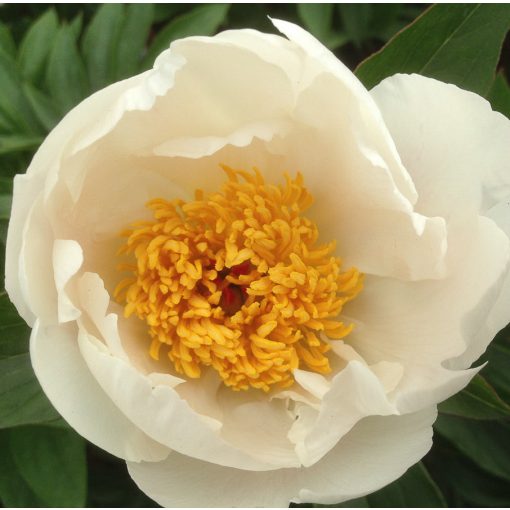 Paeonia Moonrise - Bazsarózsa