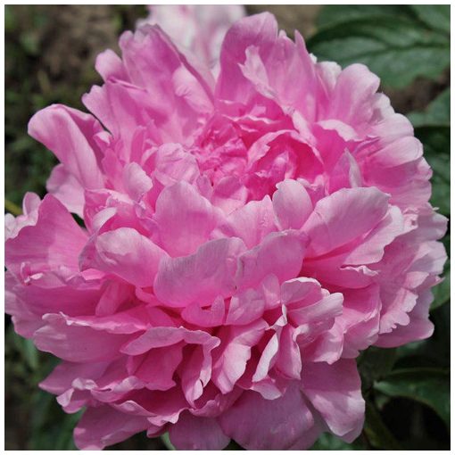 Paeonia Vived Rose - Bazsarózsa