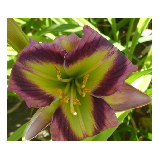 Hemerocallis Powerful Woman - Sásliliom