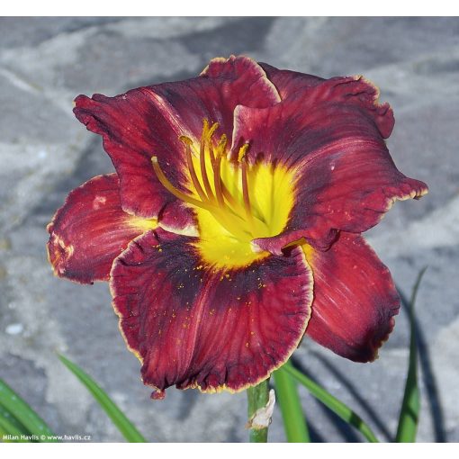 Hemerocallis Purplelicious - Sásliliom