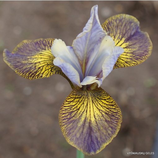 Iris siberica Huntress - Szibériai írisz