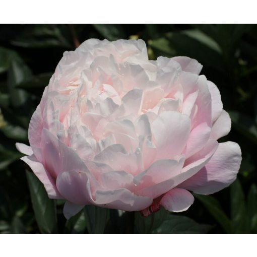 Paeonia Nick Shaylor - Bazsarózsa