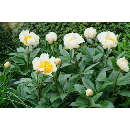 Paeonia Claire de Lune - Bazsarózsa