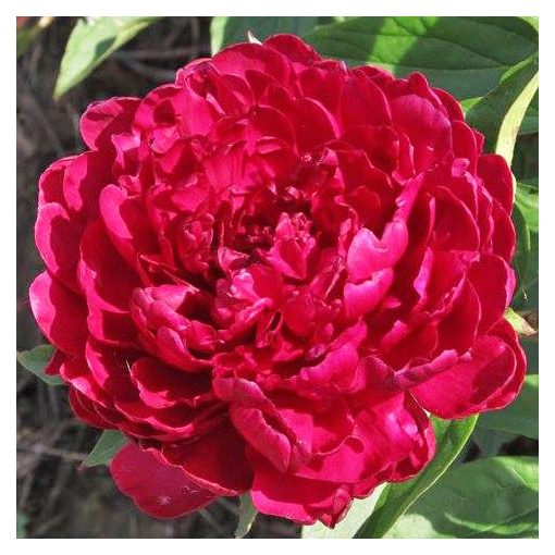 Paeonia Philippe Rivoire - Bazsarózsa