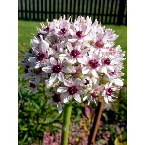 Allium balsaticum Red Eye - Díszhagyma