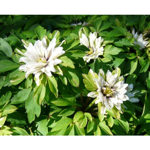 Anemone nemorosa Bracteata Plena - Berki szellőrózsa (I.)