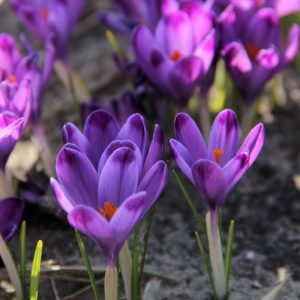 Crocus heuffelianus Michaels Purple - Krókusz