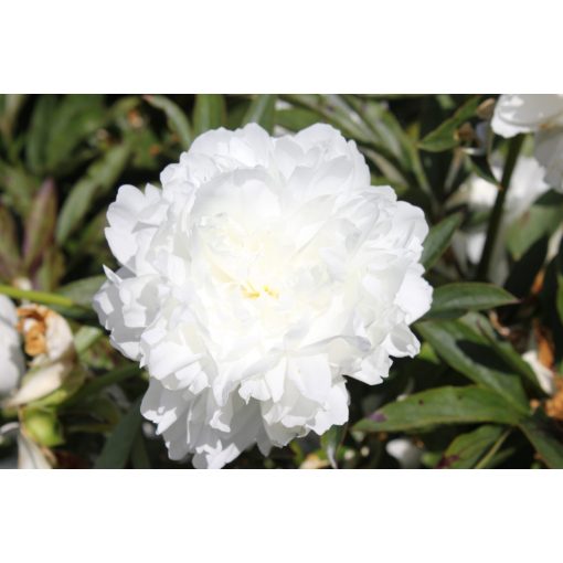 Paeonia Mme Claude Taine - Bazsarózsa