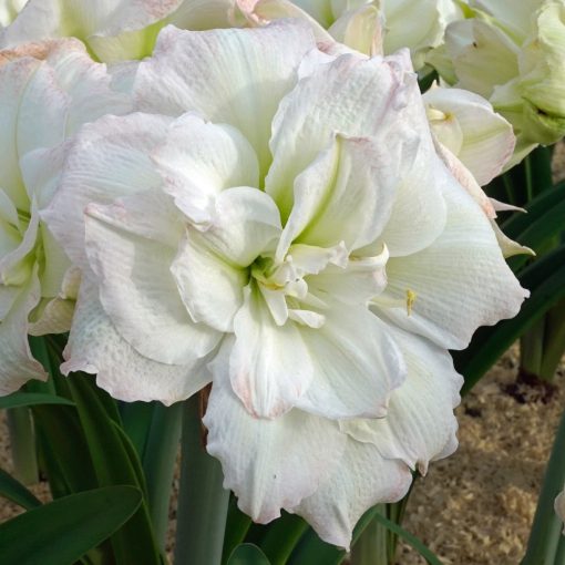 Hippeastrum Polar Belle - Amarillisz