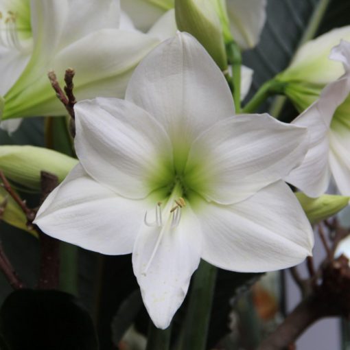 Hippeastrum White Queen - Amarillisz