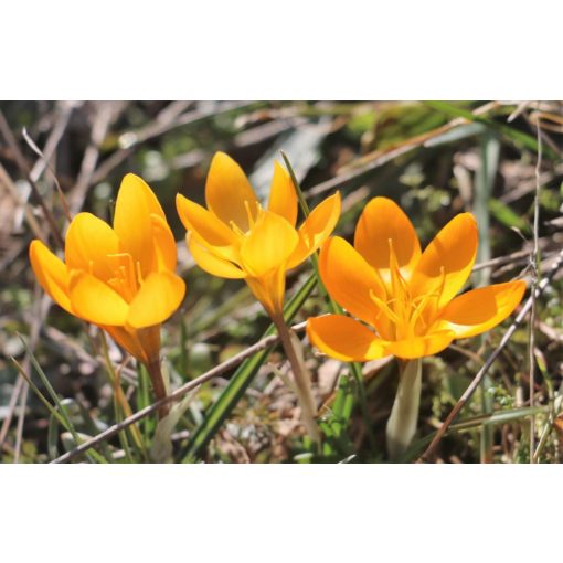 Crocus olivieri subsp. olivieri - Krókusz