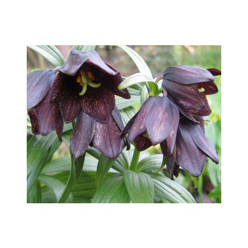 Fritillaria camschatcensis