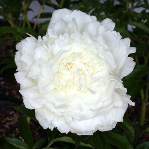 Paeonia Ann Cousins - Bazsarózsa