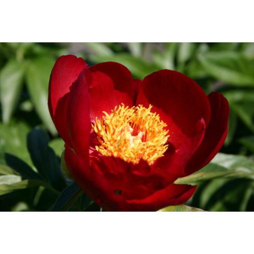 Paeonia Illini Warrior - Bazsarózsa