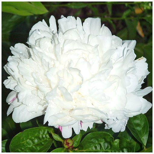 Paeonia Louis Barthelot - Bazsarózsa