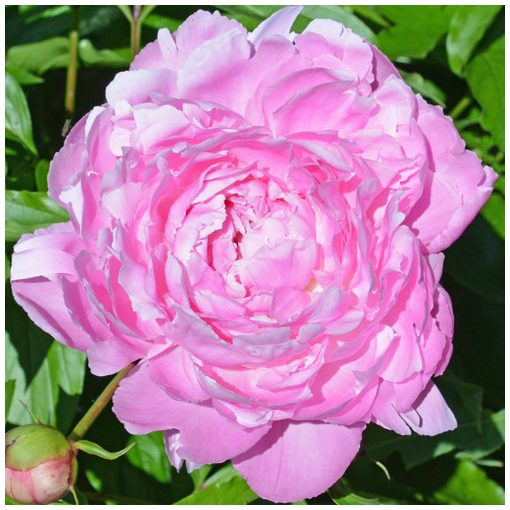 Paeonia Martha Bulloch - Bazsarózsa