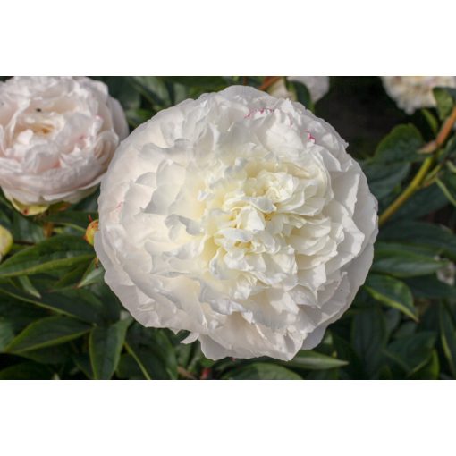 Paeonia Omeo Snow - Bazsarózsa