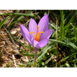 Crocus nudiflorus - Őszi krókusz