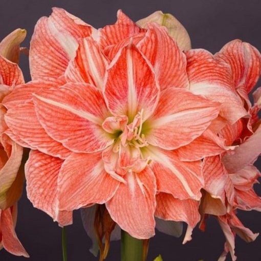 Hippeastrum Sweet Amadeus - Amarillisz