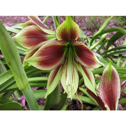 Hippeastrum papilio - Amarillisz