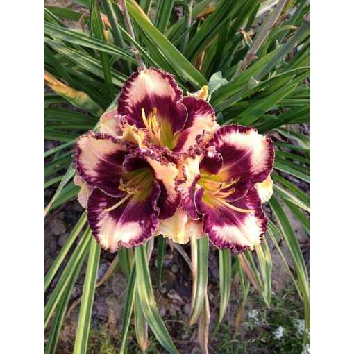 Hemerocallis Exotic Treasure - Sásliliom