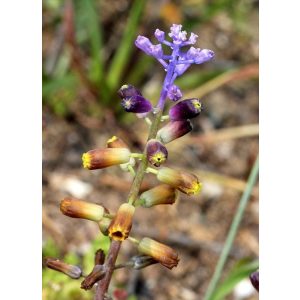 Muscari cycladicum subsessile - Fürtös gyöngyike