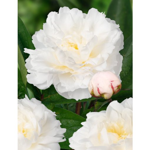 Paeonia Amalia Olson - Bazsarózsa