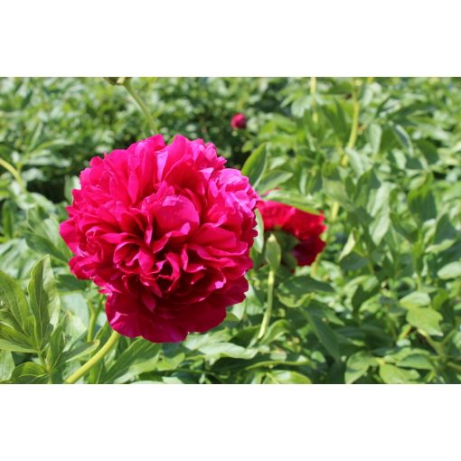 Paeonia Carol - Bazsarózsa