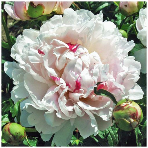 Paeonia Chinook - Bazsarózsa