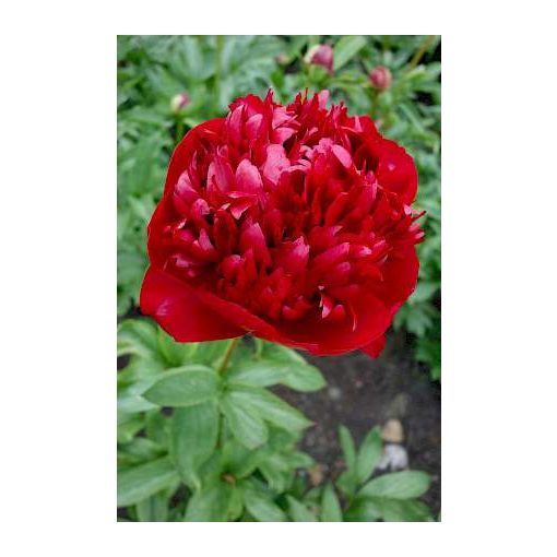 Paeonia Christmas Velvet - Bazsarózsa