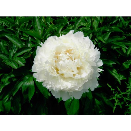 Paeonia Dr. F.G. Brethour - Bazsarózsa