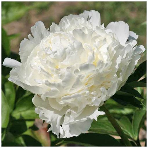 Paeonia Ivory Victory - Bazsarózsa