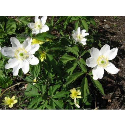 Anemone nemorosa Leeds Variety - Berki szellőrózsa