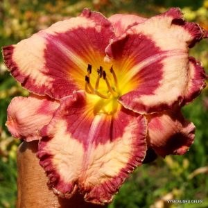 Hemerocallis Believe In Miracles - Sásliliom