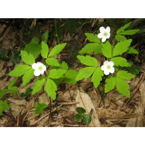 Anemone yezoensis - Szellőrózsa