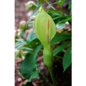 Arum byzantinum