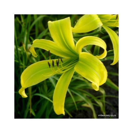 Hemerocallis Green Arrow - Sásliliom